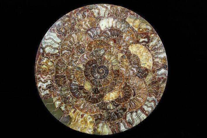 Composite Plate Of Agatized Ammonite Fossils #77779